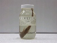 藏品(白鮣)的圖片